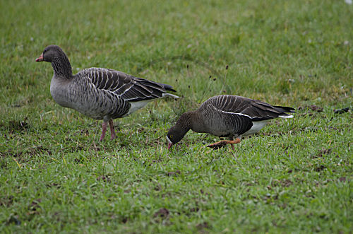 Zwerggans mit Graugans