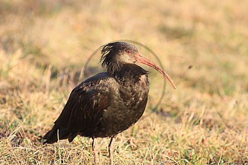 Waldrapp