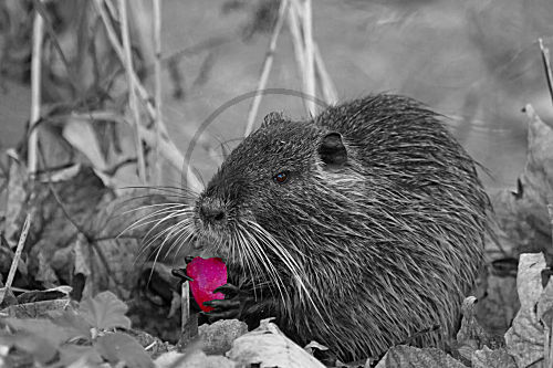 Nutria