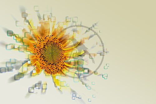 Sonnenblume