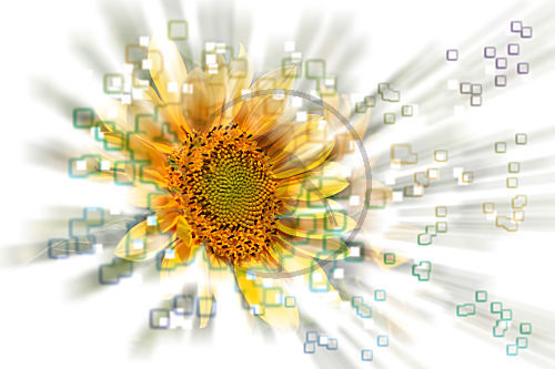 Sonnenblume