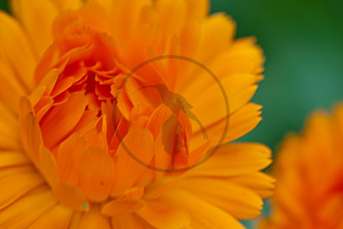 Ringelblume