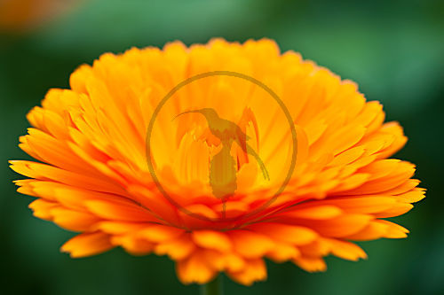 Ringelblume