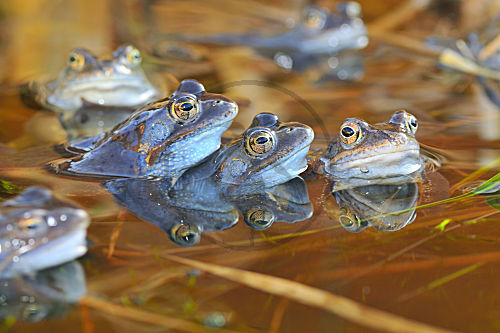 Grasfrosch