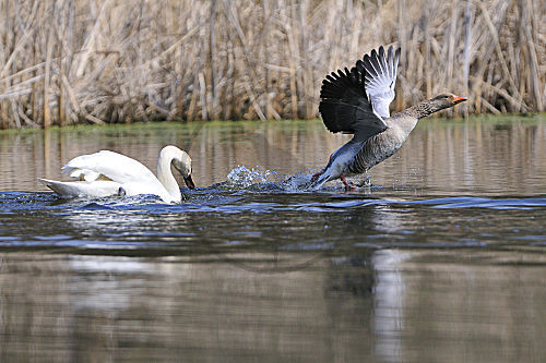 Höckerschwan und Graugans