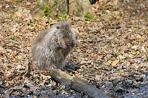 Nutria