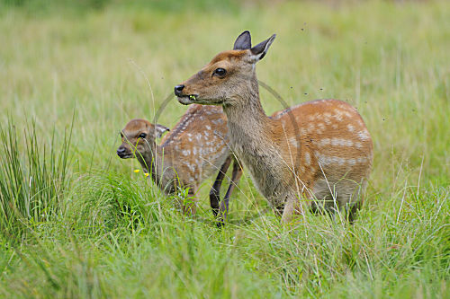 Damwild