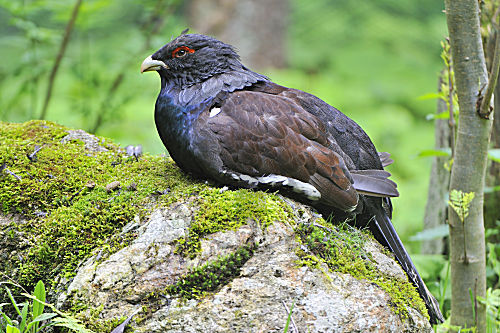 Auerhahn
