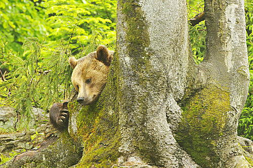 Braunbär