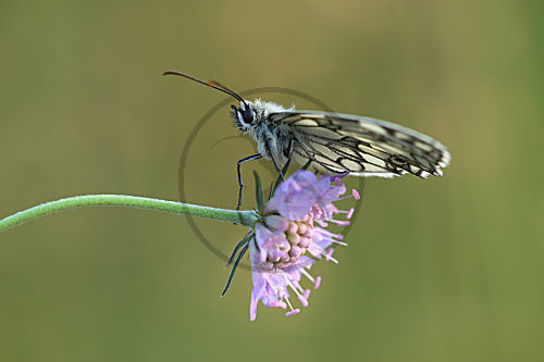 Schachbrettfalter