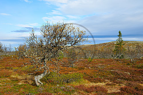 Hovärken