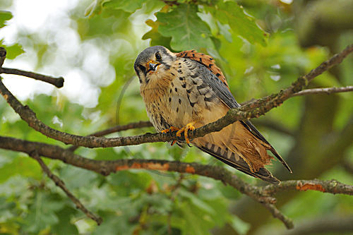 Buntfalke