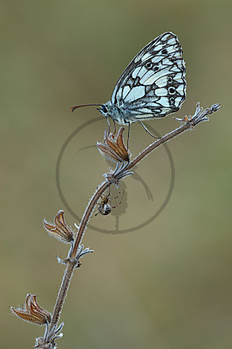 Schachbrettfalter