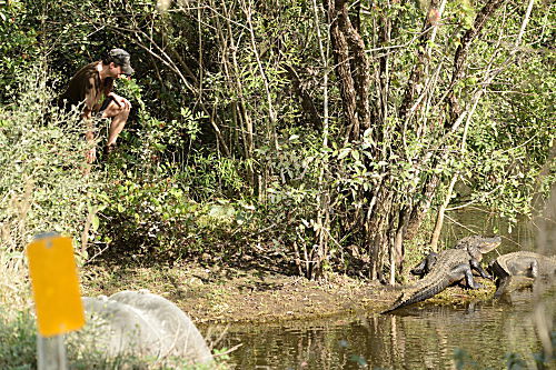Mississippi-Alligator