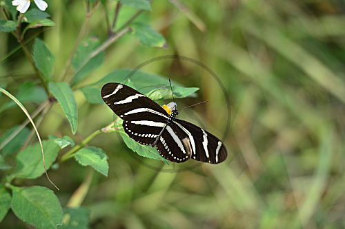 Zebrafalter