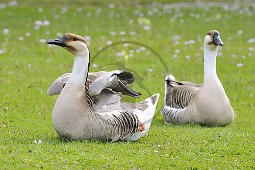 Schwanengans