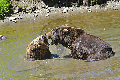 Braunbär