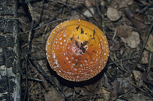 Roter Fliegenpilz