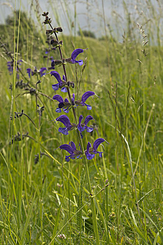 Wiesensalbei