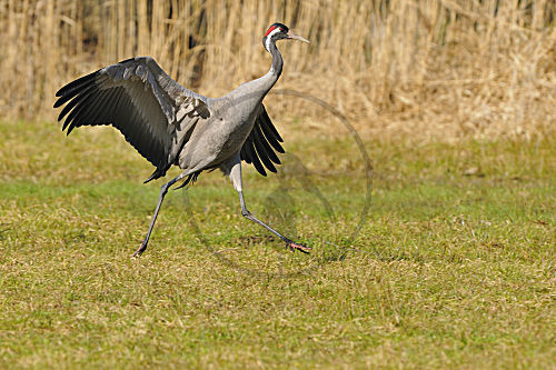 Grauer Kranich