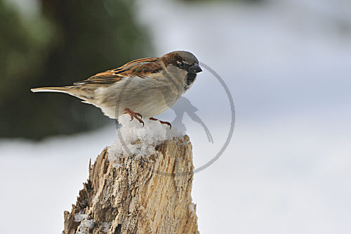 Haussperling