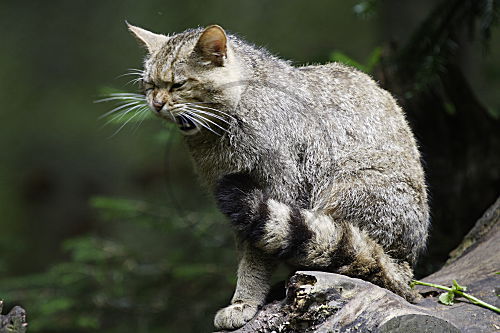 Wildkatze