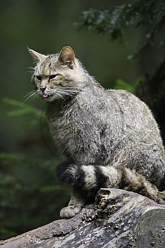 Wildkatze