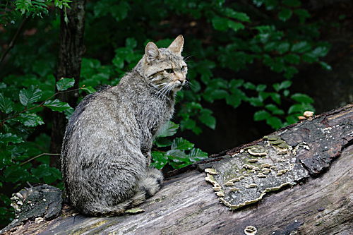 Wildkatze