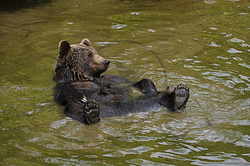 Braunbär