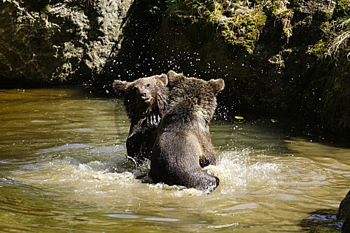 Braunbär