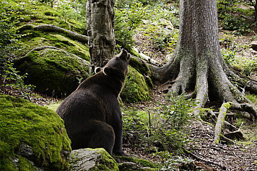 Braunbär