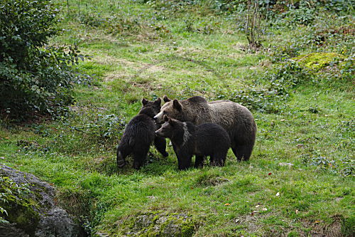 Braunbär