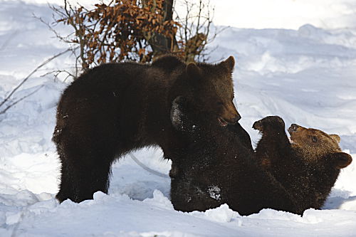 Braunbär