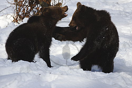 Braunbär