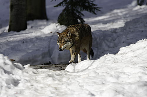 Wolf