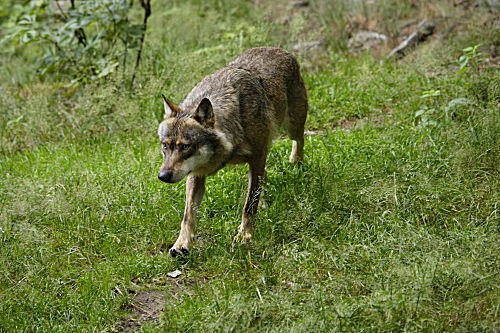 Wolf