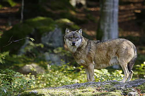 Wolf