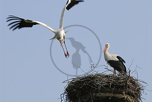 Weißstorch