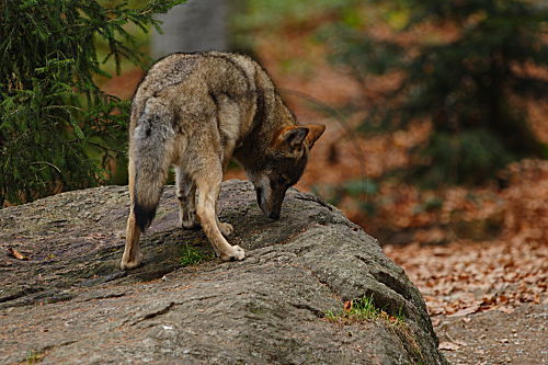 Wolf