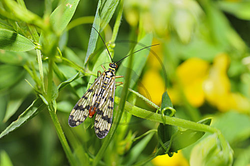 Skorpionsfliege