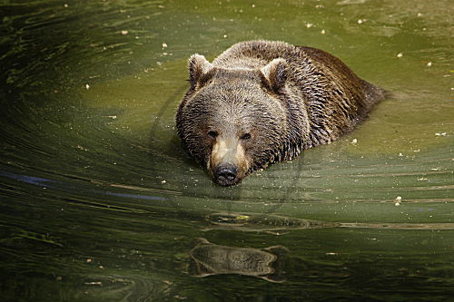 Braunbär