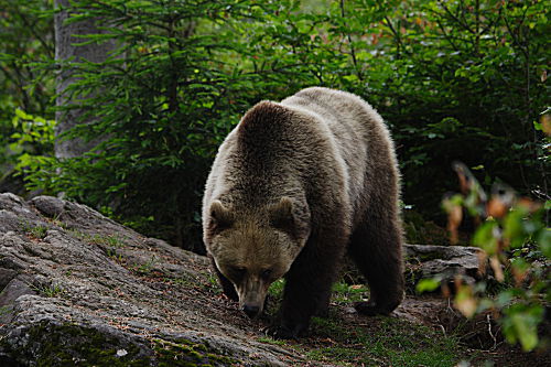 Braunbär