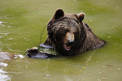 Braunbär