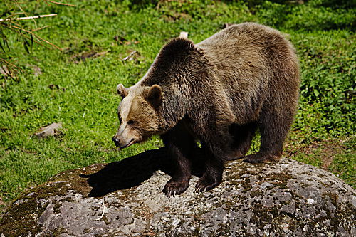 Braunbär