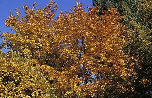 Indian Summer
