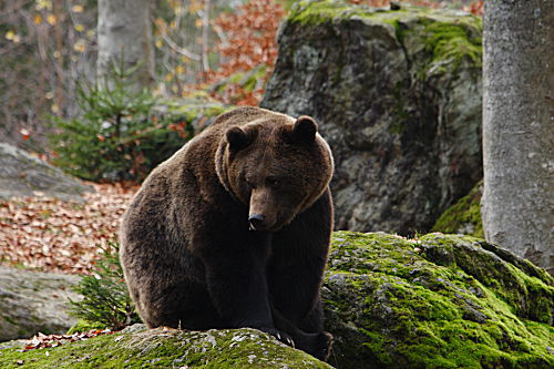 Braunbär