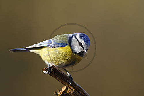 Blaumeise