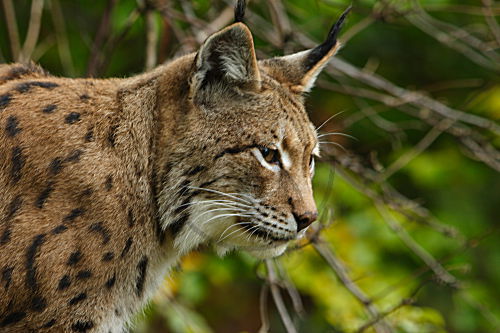 Luchs