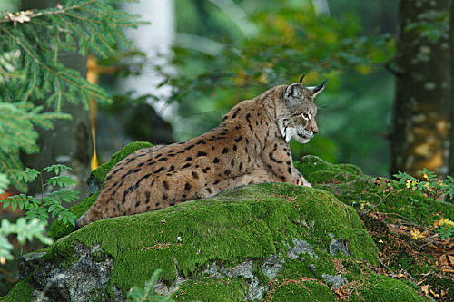 Luchs