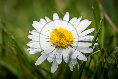 Gänseblümchen